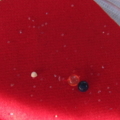 IMG 0435 resize