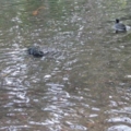 Golden Gate Park