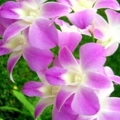 ธรรมะสว่างใจ