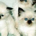 glitterfy020104894D38