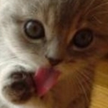 cute20kitten