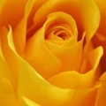 yellow rose picture