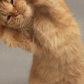 Cat_dance
