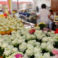 เหล่าดอกไม้ที่เตรียมให้ญาติธรรมบูชา