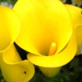 950415974
