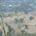 DSCF8532