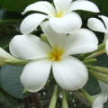 DSCF8735