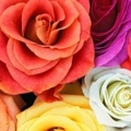 Rose Garden Homestead