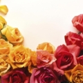 Fresh Rose panel
