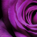 Purple1