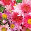 flowers 3bfb31ff