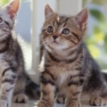 %5Bwallcoo com%5D pussy cat wallpaper 02 Vol 124 FC187