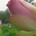lotus0606