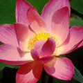 lotus%20blossom%202%20copy