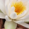 lotus flower