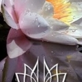 home lotus flower[1]