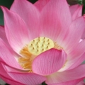 LotusFlower