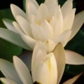 lilyPadFlowers