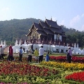 DSC09212
ราชพฤก