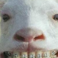 brace teeth