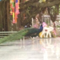 นกยูงบนลานธรรม วัดป่ามัชฌิมวาส
