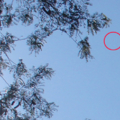 UFO Petchaboon6 Crop  LP Si Tattho 8Jan 2012
