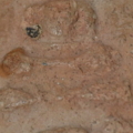 DSC 0424.1