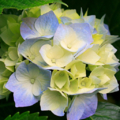 Hydrangeas