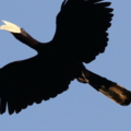 IMG 7534a