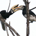 IMG 0357a