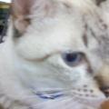 Photo 0021
