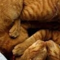images (1)