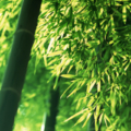 ภาพพื้นหลังไม้ไผ่ bamboo 29