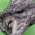 pp32