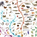 Tree Of Life