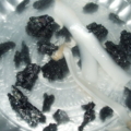 fv