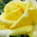 กุหลาบสีเหลือง เป็นตัวแทนแห่งมิตรภาพ และยังสื่อถึงความห่วงใยของผู้ให้ด้วยหลายคนเชื่อว่าเป็นดอกไม้ที่ใช้สำหรับเยี่ยมคนป่วย แต่จริงๆ แล้วก็สามารถให้เพื่