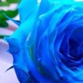 กุหลาบสีฟ้า หมายถึง ปาฏิหาริย์ความหวัง ความสำเร็จที่ยากจะเกิดขึ้นแต่สามารถเป็นจริงได้ ความอดทน แข็งแกร่ง ดอกไม้แห่งความฝันที่สวยงาม และมั่นคงตลอดกาล