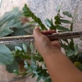 คฑาพ